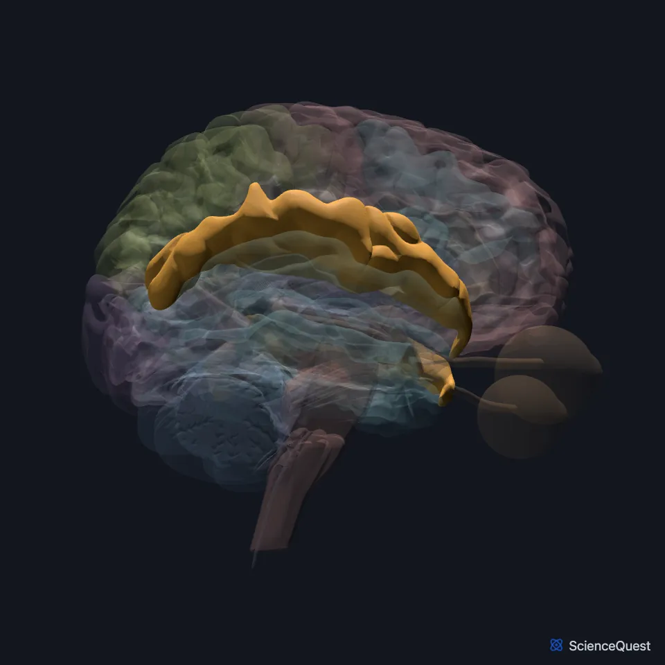 The brain model seen from the right, other structures faded, with the superior temporal gyrus highlighted: the top gyrus of the temporal lobe, just below the lateral fissure.