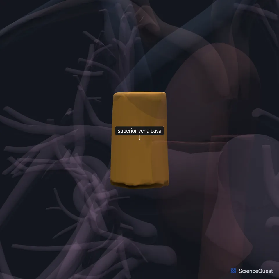 The great vessels from the front, all faded except the superior vena cava, highlighted where the two brachiocephalic veins join and run down on the right.