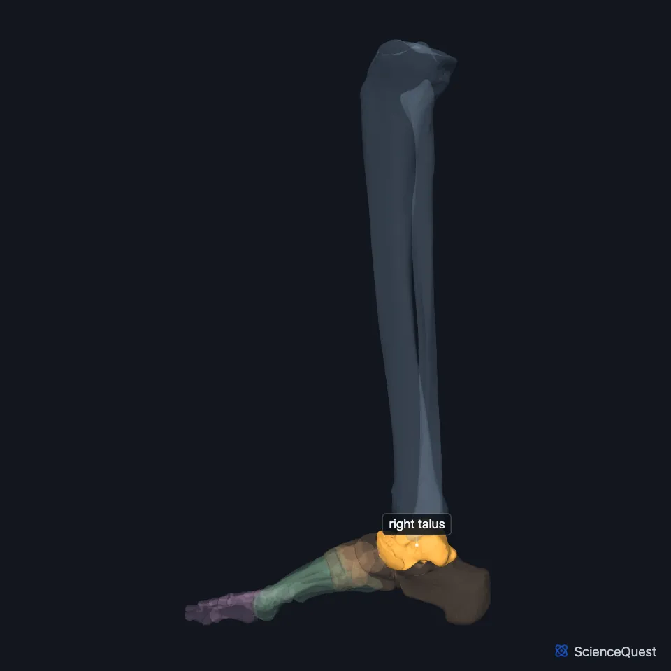 The right ankle and foot skeleton from the medial side, the other bones faded, with the talus highlighted below the tibia, above the calcaneus and behind the navicular bone.