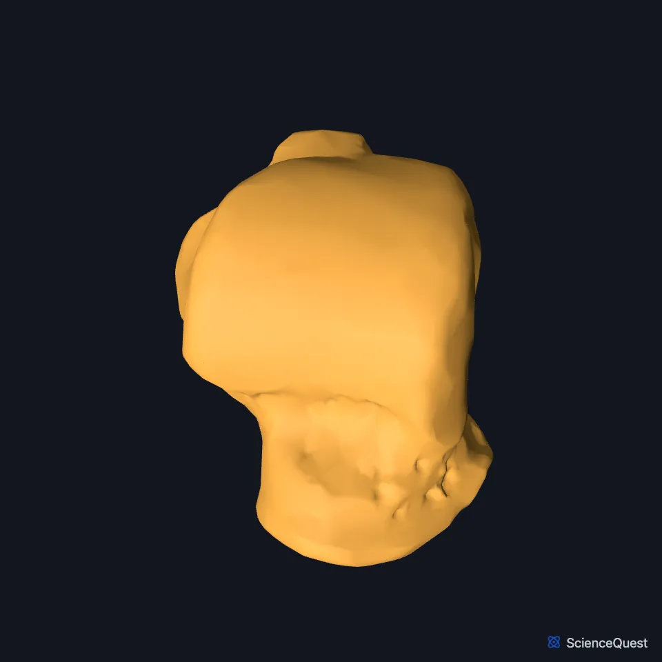 The right talus on its own, seen from above, its upper surface, which meets the tibia, facing you and its head pointing forward.