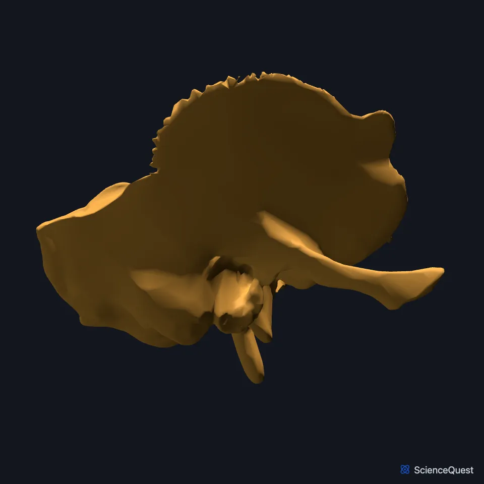 The temporal bones alone, seen from the right: the flat squamous part above the ear canal, the zygomatic process reaching forward and the mastoid process pointing down behind.