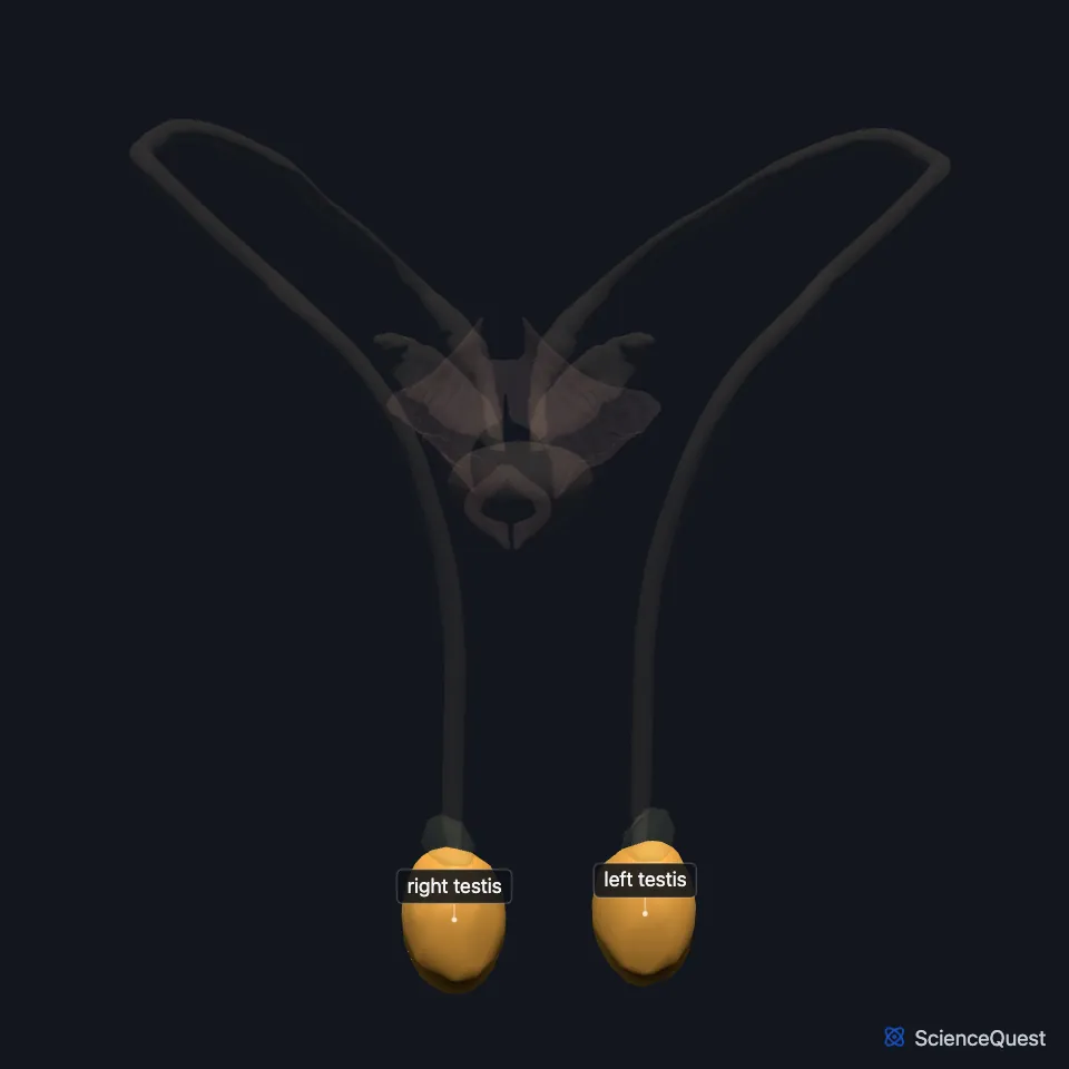 The male reproductive organs from the front, with the penis hidden and the rest faded, and the right and left testes highlighted and labeled at the bottom of the model.