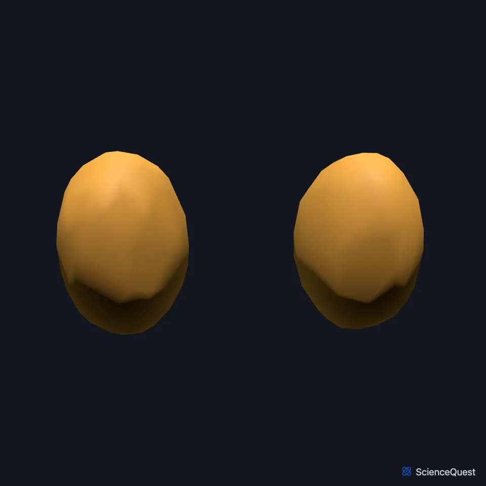 The right and left testes on their own, two ovals seen from the front.