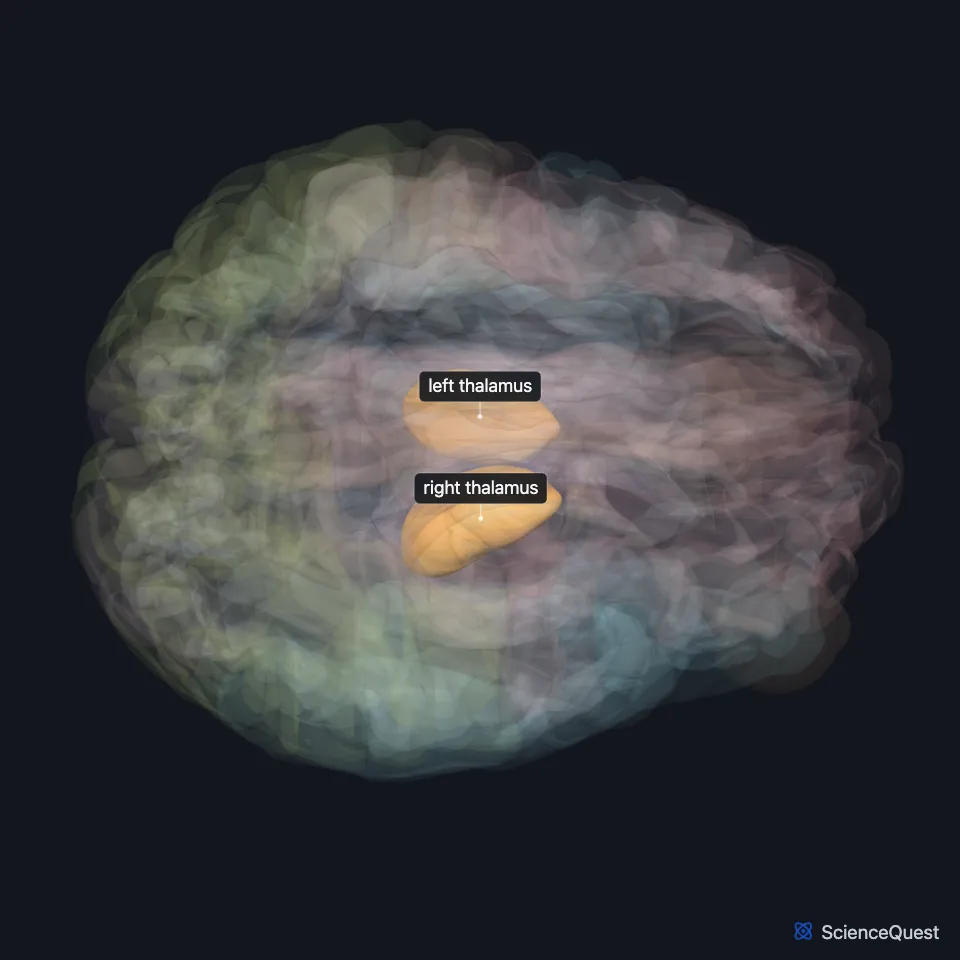 Brain model seen from above with the rest of the brain faded: the right and left thalami are highlighted deep in the center, one on each side of the midline.