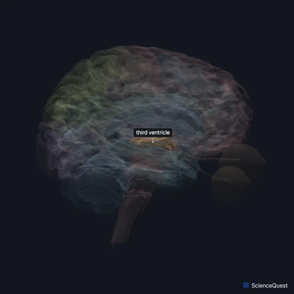Brain model seen from the right with the cerebrum faded: the third ventricle is highlighted, a thin midline cavity in the center of the brain.