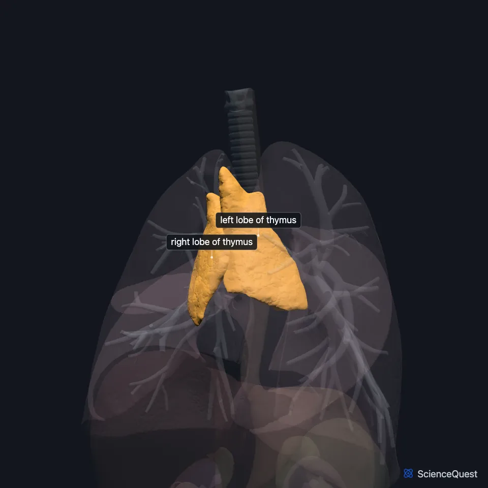 The chest and abdominal organs from the front, all faded except the right and left lobes of the thymus, highlighted and labeled at the top of the chest between the two lungs.