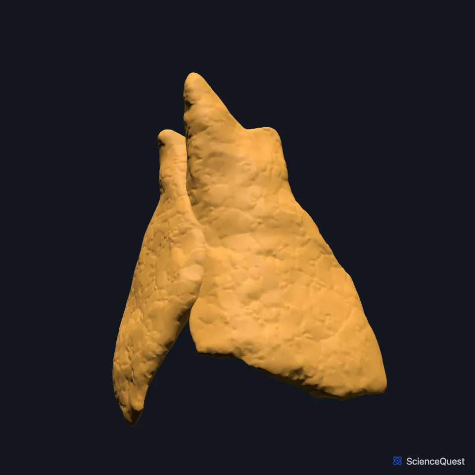The right and left lobes of the thymus on their own, seen from the front.