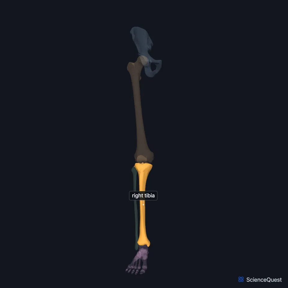 The right lower limb skeleton from the front, the other bones faded, with the tibia highlighted on the medial side of the leg between the knee and the ankle.
