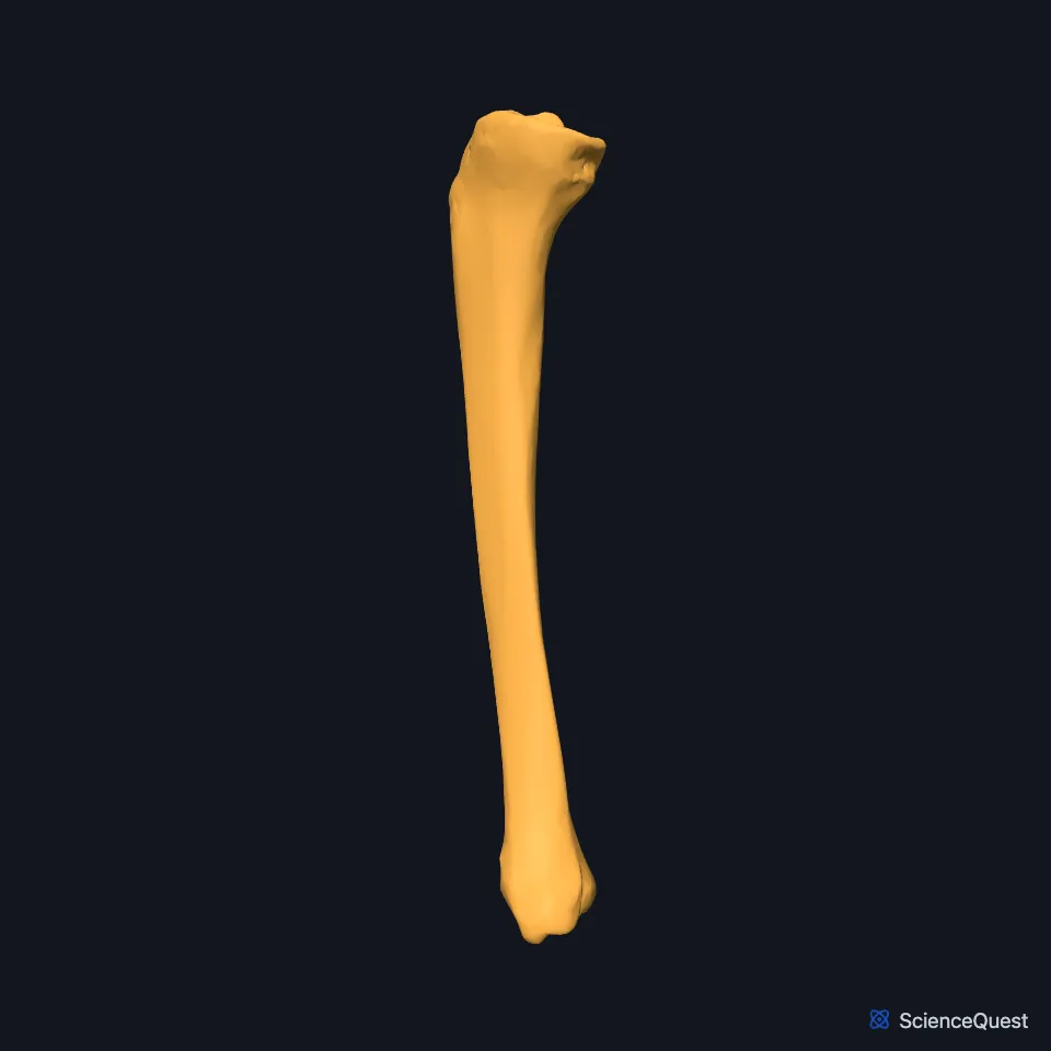 The right tibia on its own, seen from the medial side, from the wide upper end down the shaft to the medial malleolus.