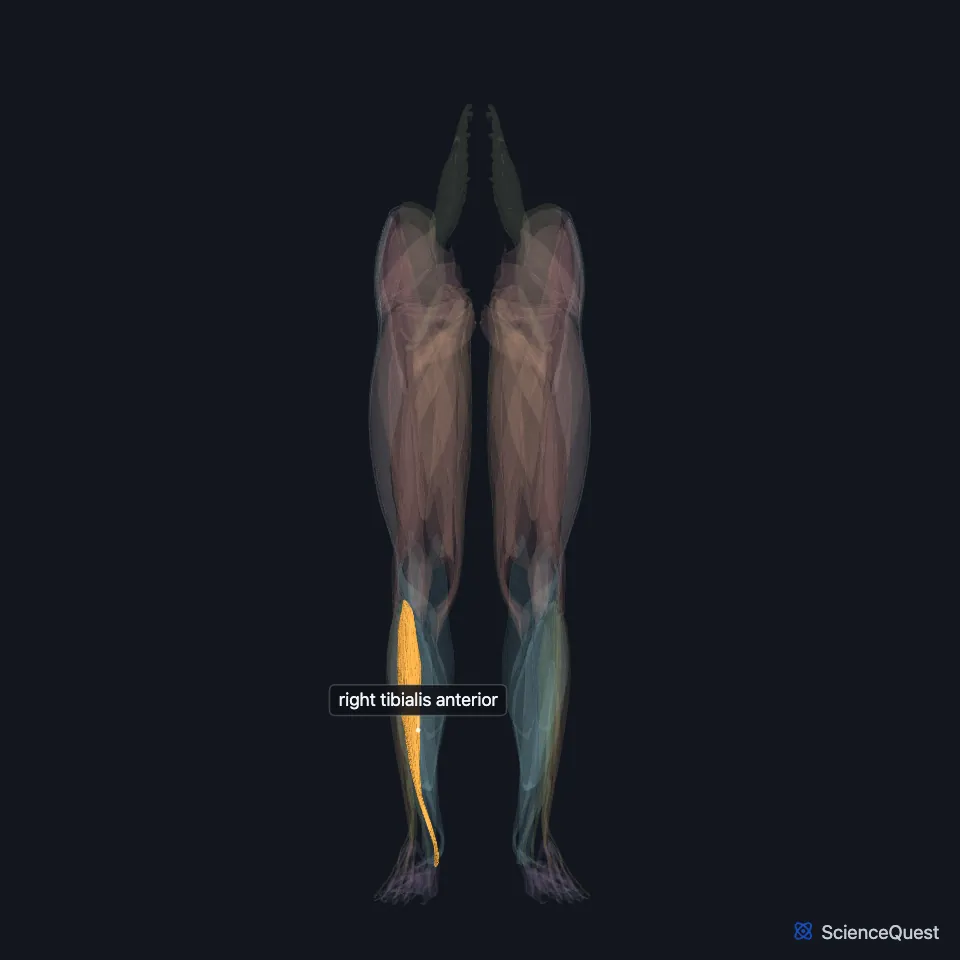 The muscles of both lower limbs seen from the front, faded, with the right tibialis anterior highlighted and labeled down the front of the right leg below the knee.