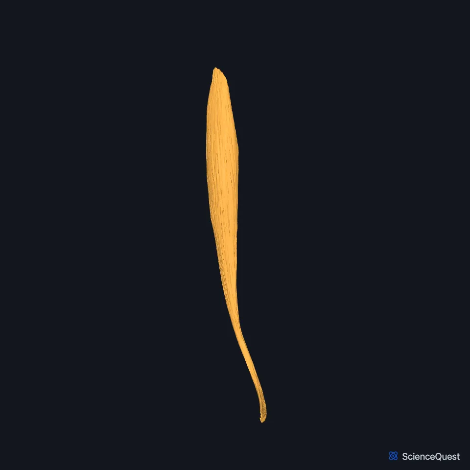 The right tibialis anterior alone, seen from the front: a thick belly in the upper leg narrowing to a long tendon that runs down over the ankle onto the inner foot.