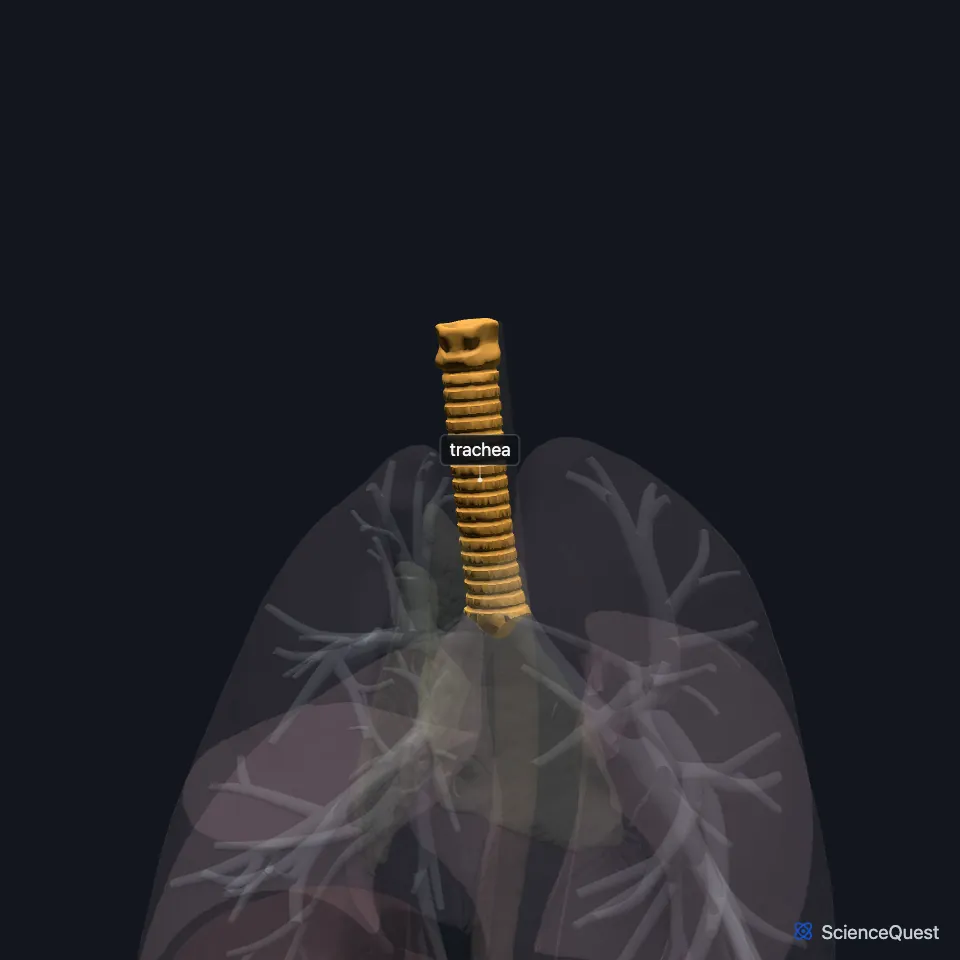 Front view of the chest organs, all faded except the trachea, highlighted above and between the two lungs with its cartilage rings visible; the bronchi branch faintly inside the lungs.