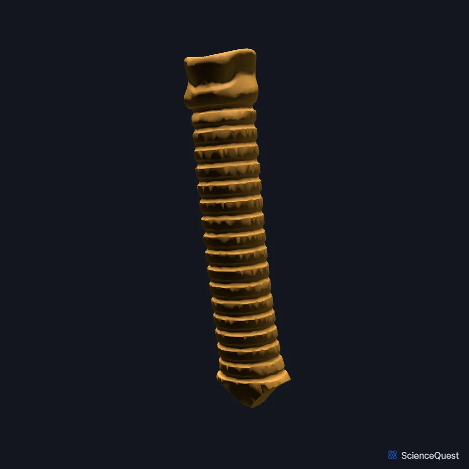 The trachea on its own, seen from the front, showing its stacked cartilage rings.