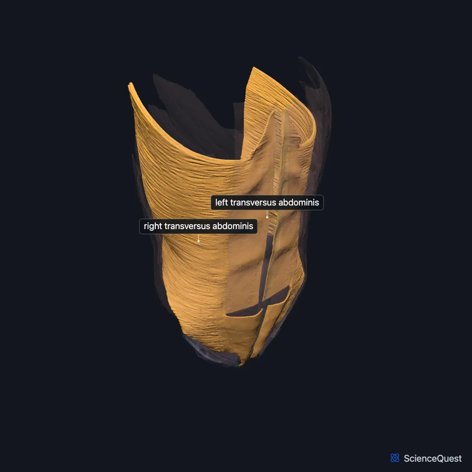 The abdominal wall and pelvic floor muscle model in a three-quarter view from the front, faded, with the right and left transversus abdominis highlighted and labeled as the deepest layer of the wall.