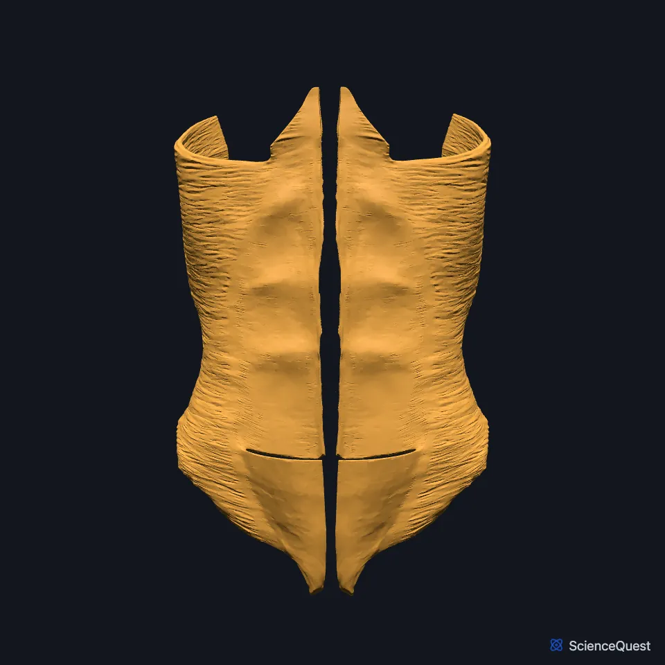 The right and left transversus abdominis alone, seen from the front: two broad, thin sheets with their fibers running across, meeting near the midline.