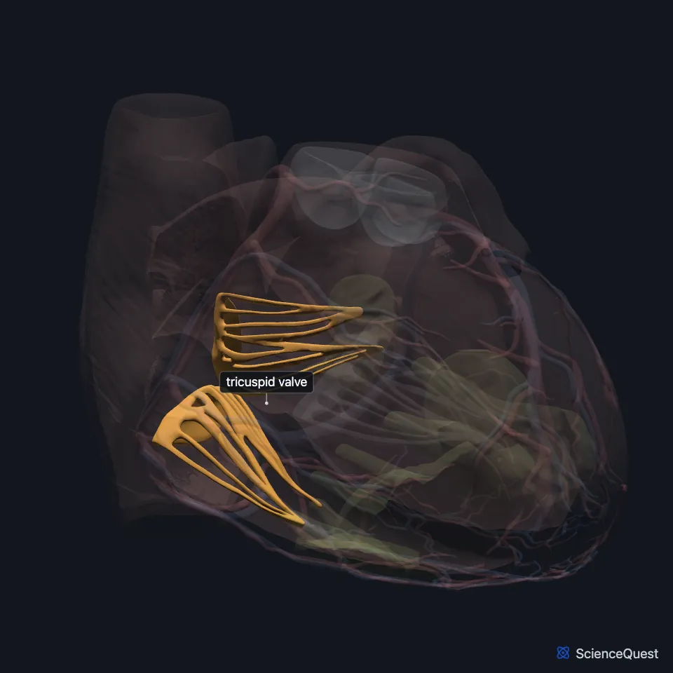 Front view of the heart model with the wall faded, showing the tricuspid valve highlighted on the heart’s right side, between the right atrium and the right ventricle.