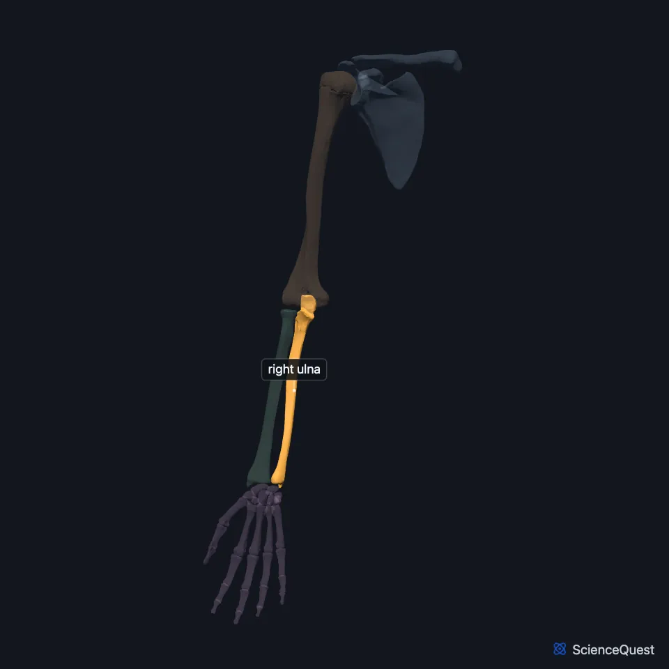 The right upper limb skeleton from the front, palm forward, the other bones faded, with the ulna highlighted on the medial side of the forearm.