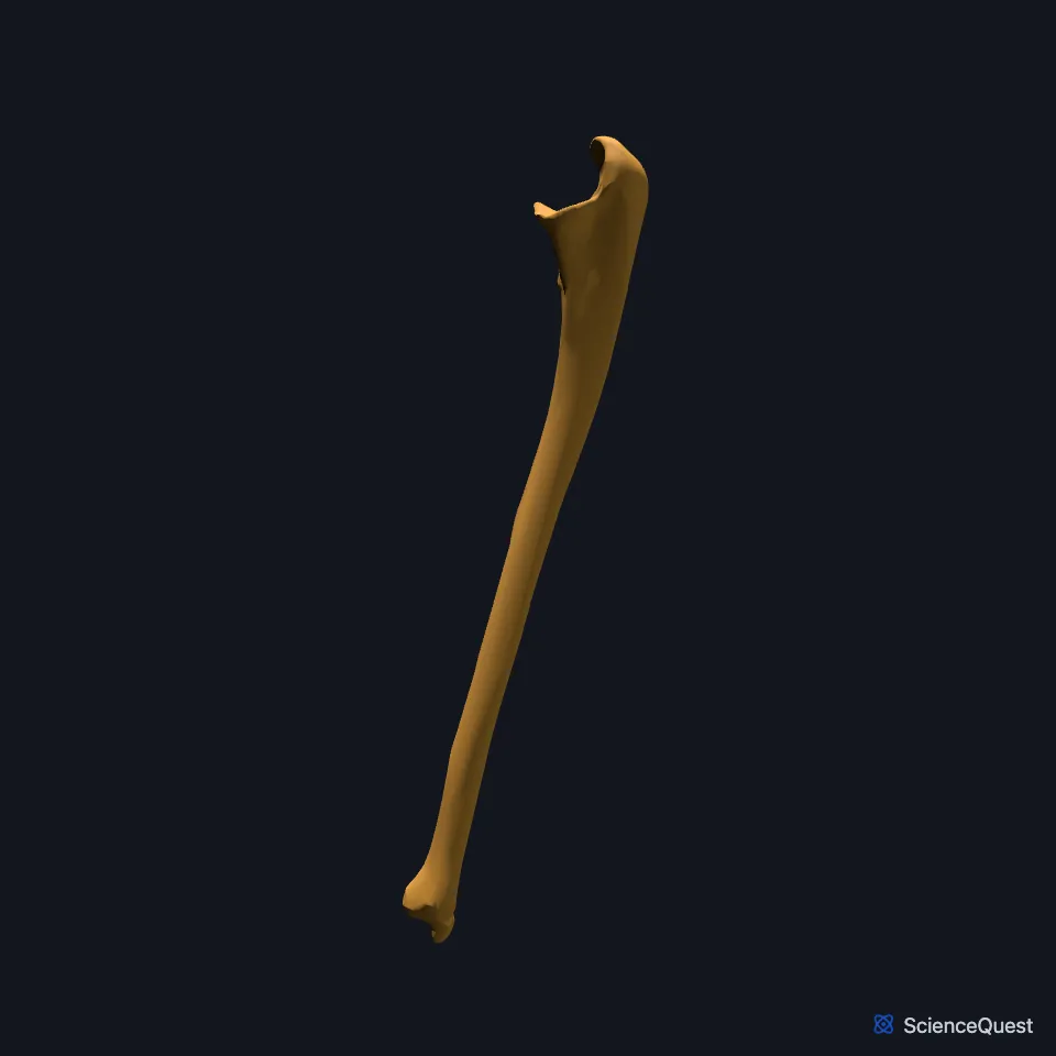 The right ulna on its own, seen from the little finger side, with the olecranon at the top and the shaft narrowing to the head at the wrist.