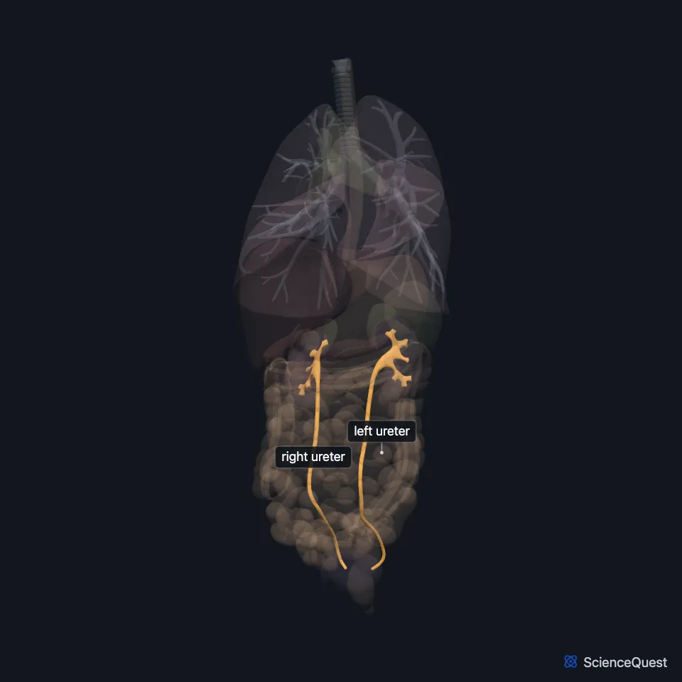 The chest and abdominal organs from the front, all faded except the right and left ureters, highlighted and labeled as two thin tubes running down from the kidneys to the bladder.