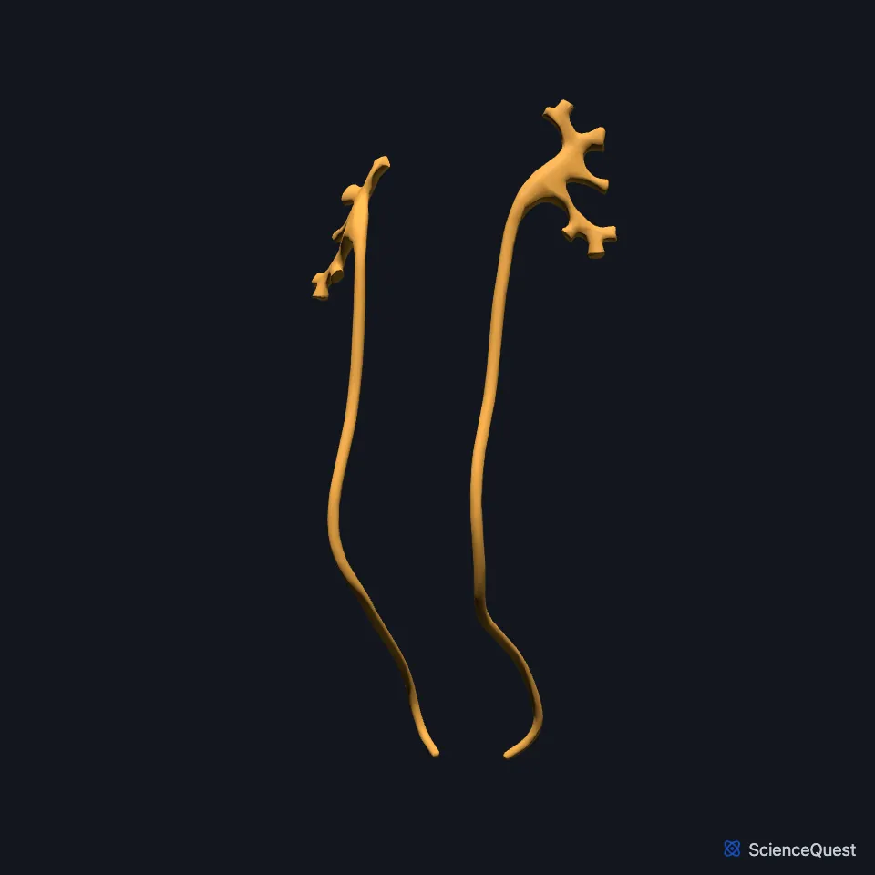 The right and left ureters on their own, seen from the front: two long, thin tubes.