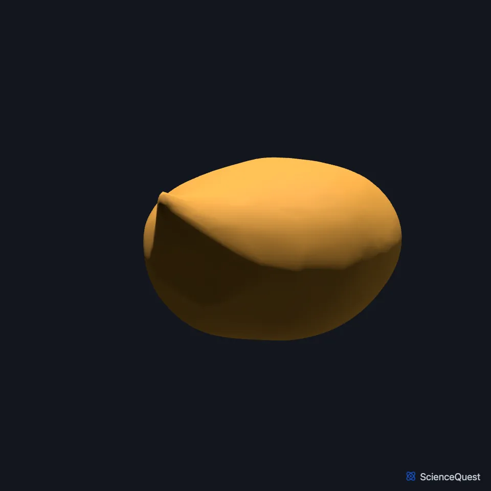The urinary bladder on its own, seen from the front.