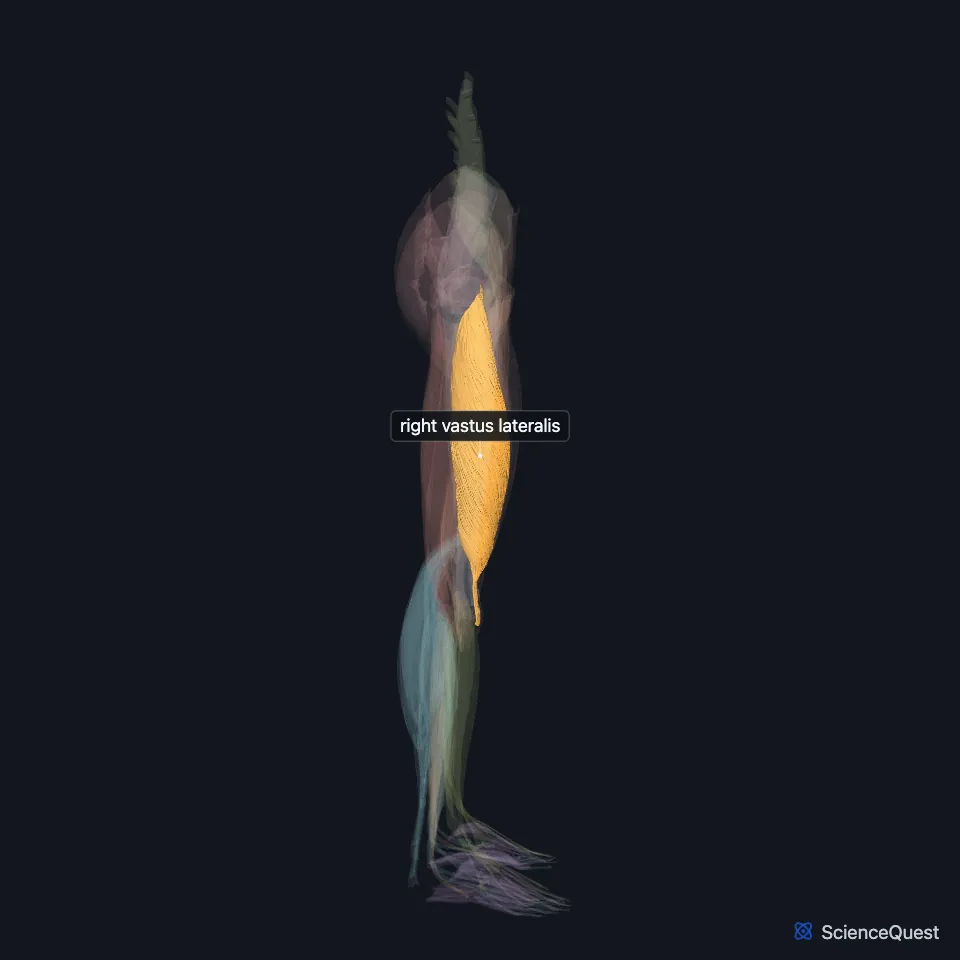 The muscles of both lower limbs seen from the right side, faded, with the right vastus lateralis highlighted and labeled along the outer side of the right thigh.