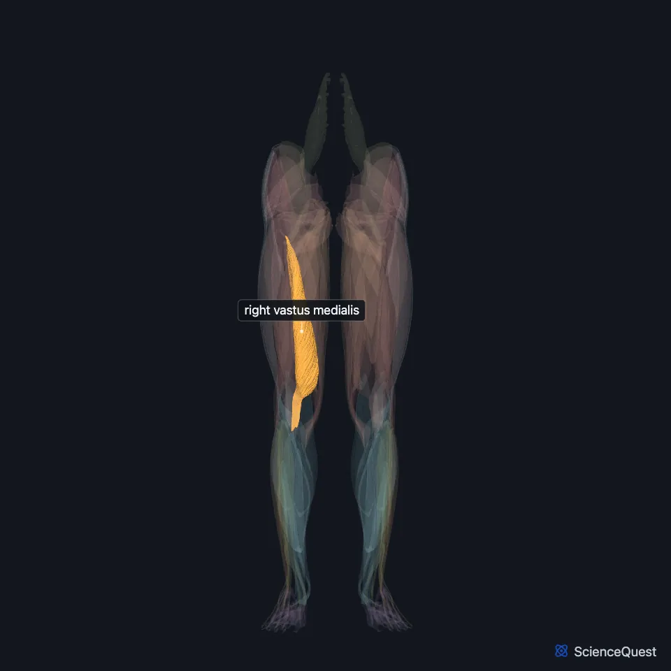 The muscles of both lower limbs seen from the front, faded, with the right vastus medialis highlighted and labeled on the inner side of the right thigh above the knee.