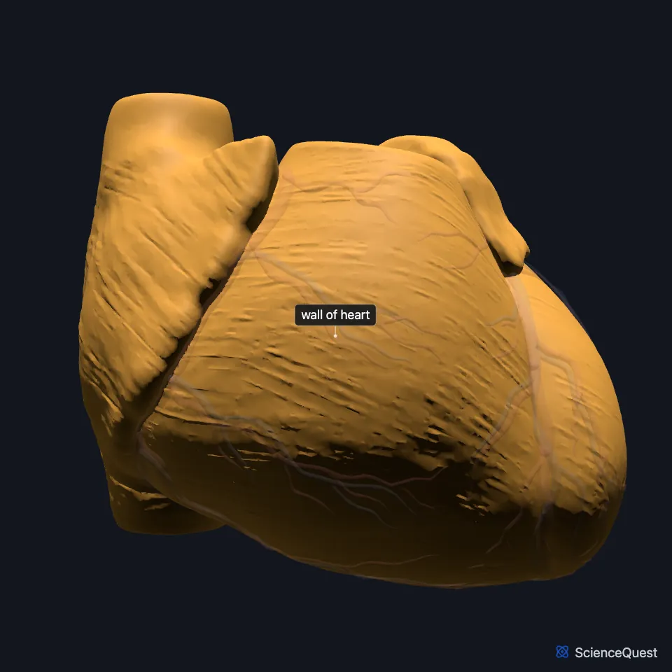 Front view of the heart model with the wall of heart highlighted, the surface the coronary vessels run over.