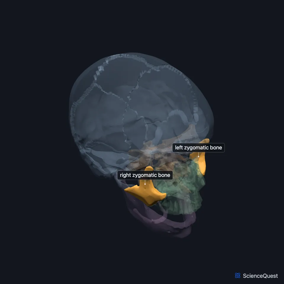 The skull from the front and right with both zygomatic bones highlighted at the outer lower corners of the orbits.