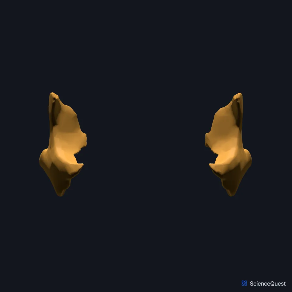 The right and left zygomatic bones alone, seen from the front: each curved bone that forms the cheek and the outer lower rim of an orbit.
